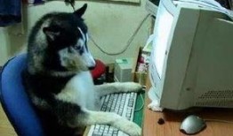 韩国哈士奇爆料视频