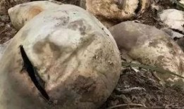 缅北吃瓜最新事件爆料,最新吃瓜事件揭秘